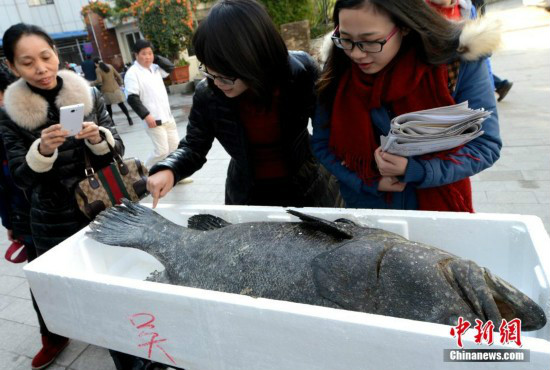 愛國魚