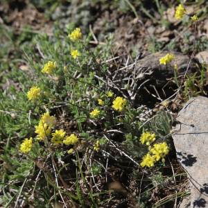Biscutella glacialis