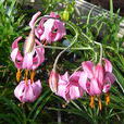 垂花百合 垂花百合