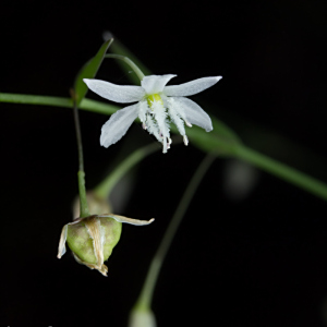 Arthropodium candidum