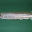 緣下鱵魚 緣下鱵魚