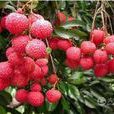 狀元紅荔枝(狀元紅(荔枝品種)) 狀元紅荔枝(狀元紅(荔枝品種))