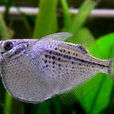 點胸斧魚 點胸斧魚