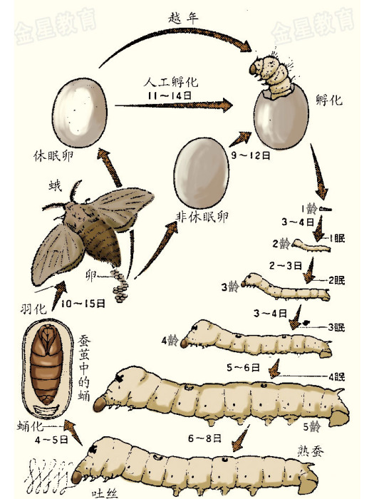 鎮8蠶 鎮8蠶