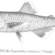西明燈魚 西明燈魚