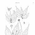毛序樓梯草 毛序樓梯草