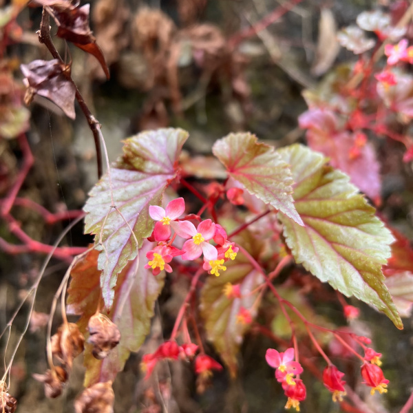 Begonia annobonensis