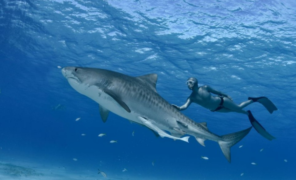 南非自由女潛水者與致命虎鯊同游