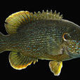 綠太陽魚 綠太陽魚