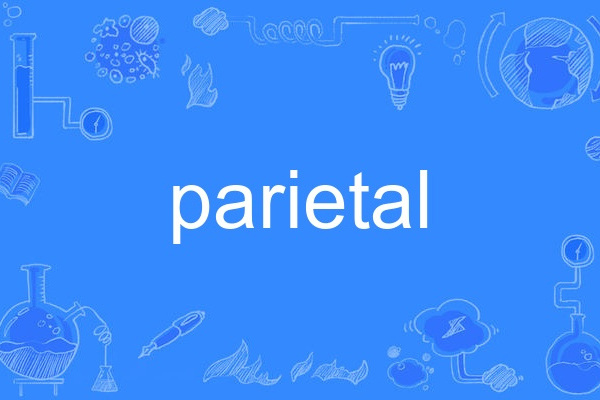parietal parietal