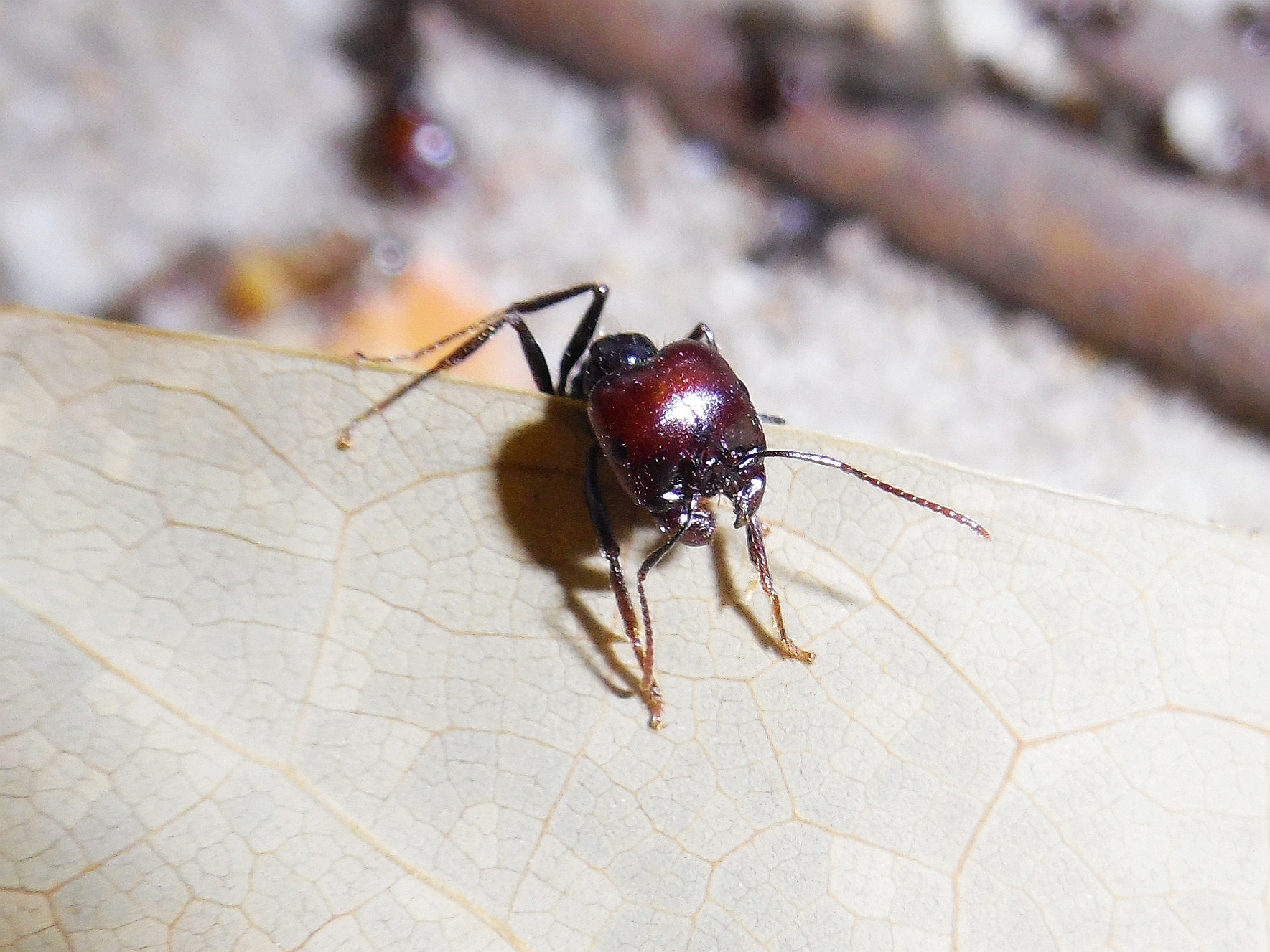 人工飼養的野蠻收穫蟻的大型工蟻