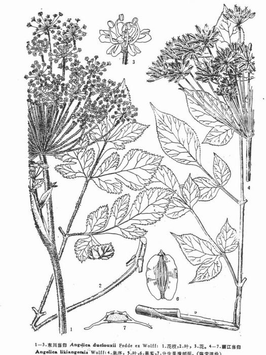 麗江當歸 麗江當歸