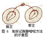 圖6 氚標記胸腺嘧啶方法的示意圖