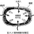 膨壓 膨壓