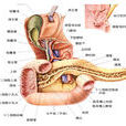 腸腺