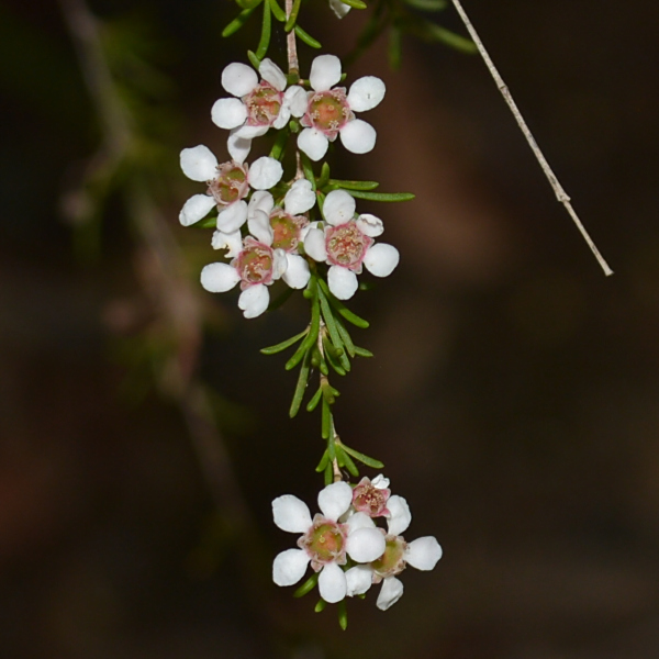 Astartea leptophylla