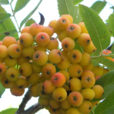 花揪樹 花揪樹