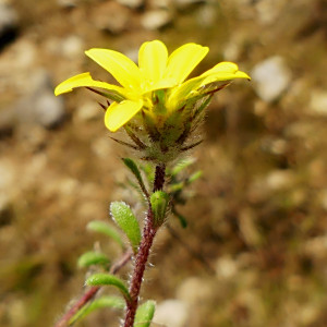 Gorteria piloselloides