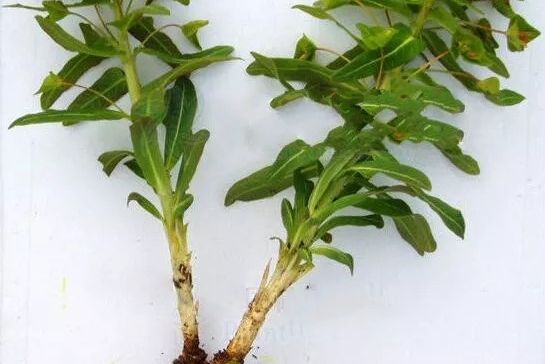狼毒-大狼毒 狼毒-大狼毒
