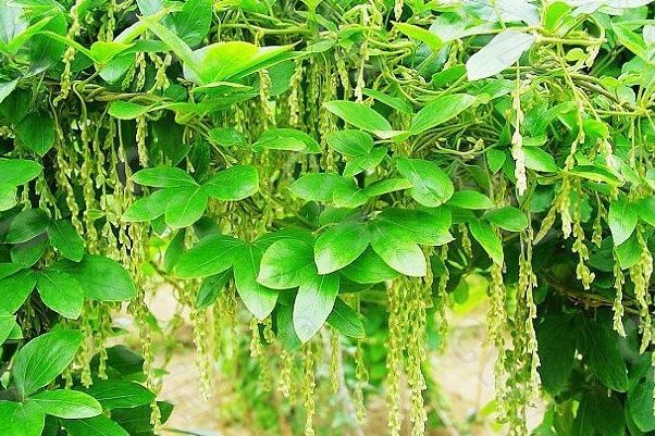 毛膠薯蕷 毛膠薯蕷