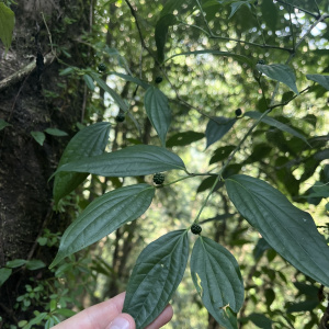 Piper peepuloides