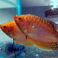 曼龍魚 曼龍魚