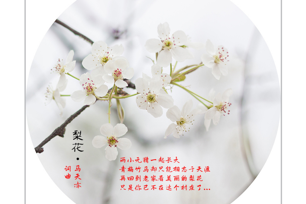 梨花(2022年馬天亦演唱的歌曲) 梨花(2022年馬天亦演唱的歌曲)