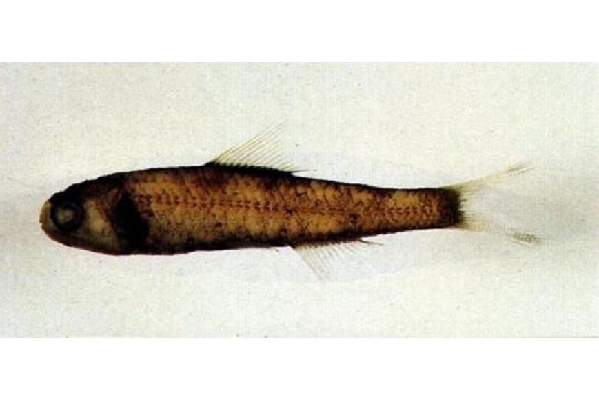 相模眶燈魚 相模眶燈魚