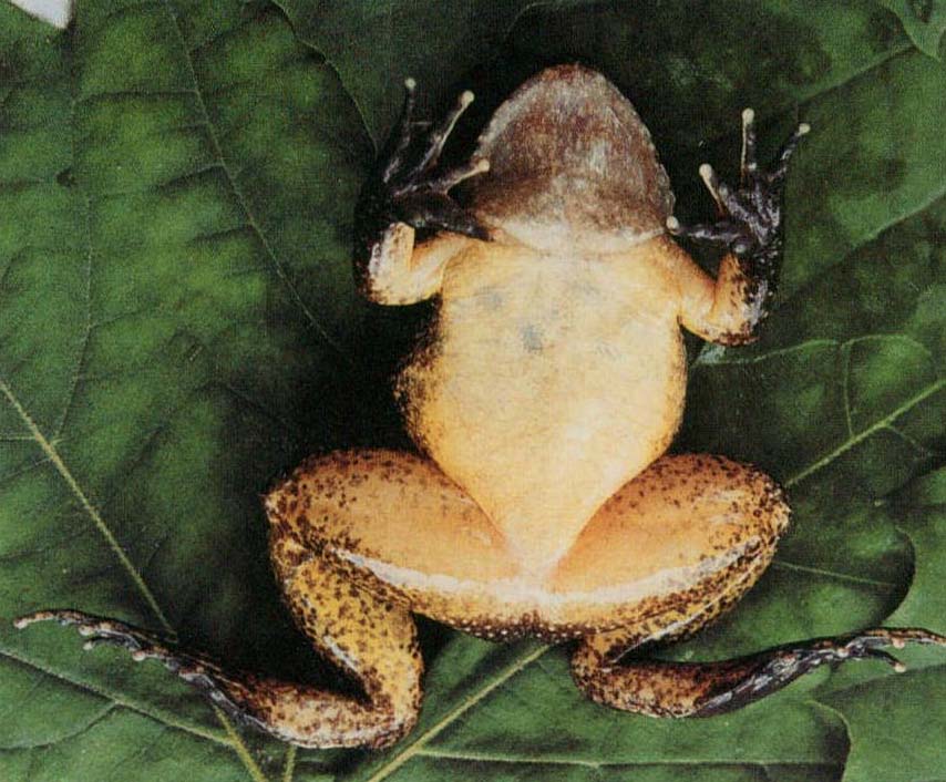 小棘蛙 (雌，香港，費梁)