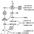 次生代謝物 次生代謝物