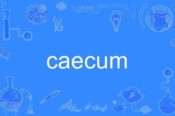 caecum caecum