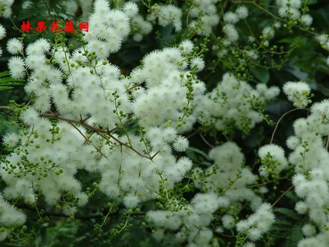 鋼刺籬笆 鋼刺籬笆