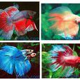 彩雀魚 彩雀魚