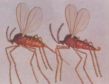 糜子吸漿蟲(左雌右雄)