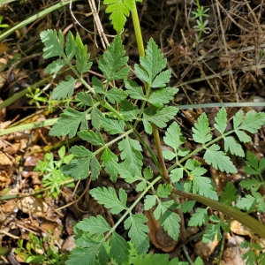 Osmorhiza brachypoda