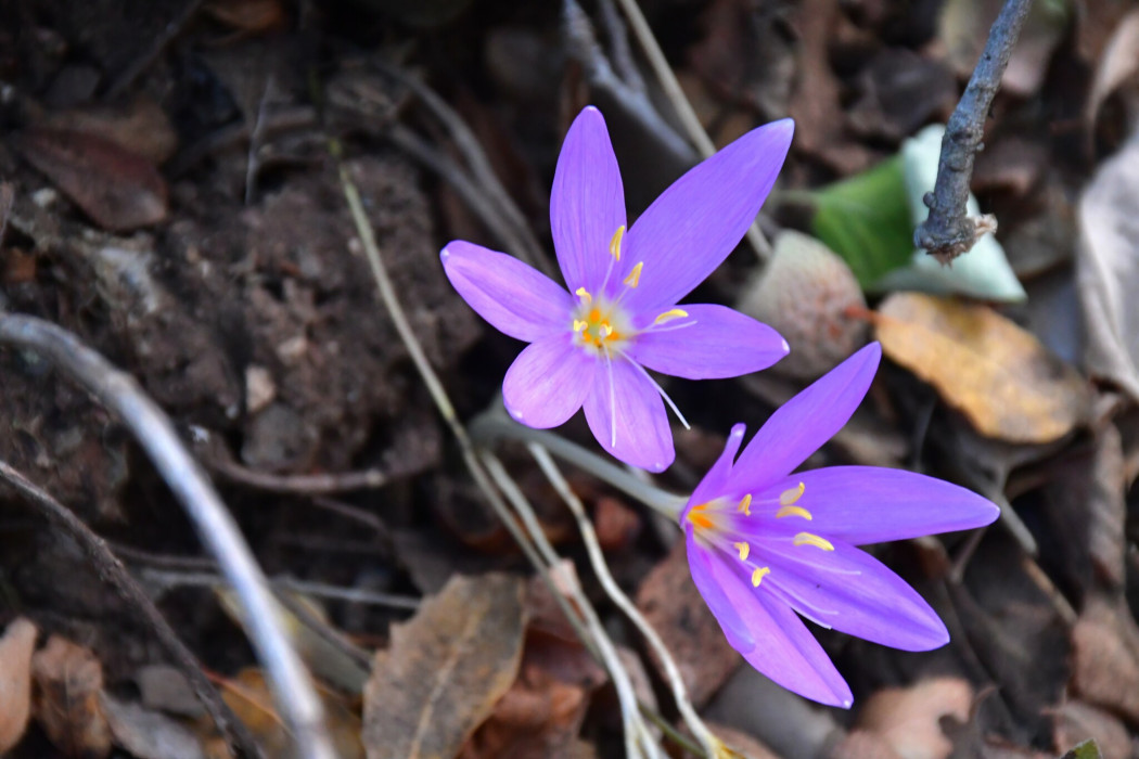 Colchicum baytopiorum
