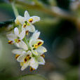 橄欖花(植物)