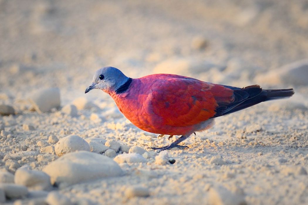 酒紅斑鳩 酒紅斑鳩