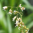 茅香屬 茅香屬