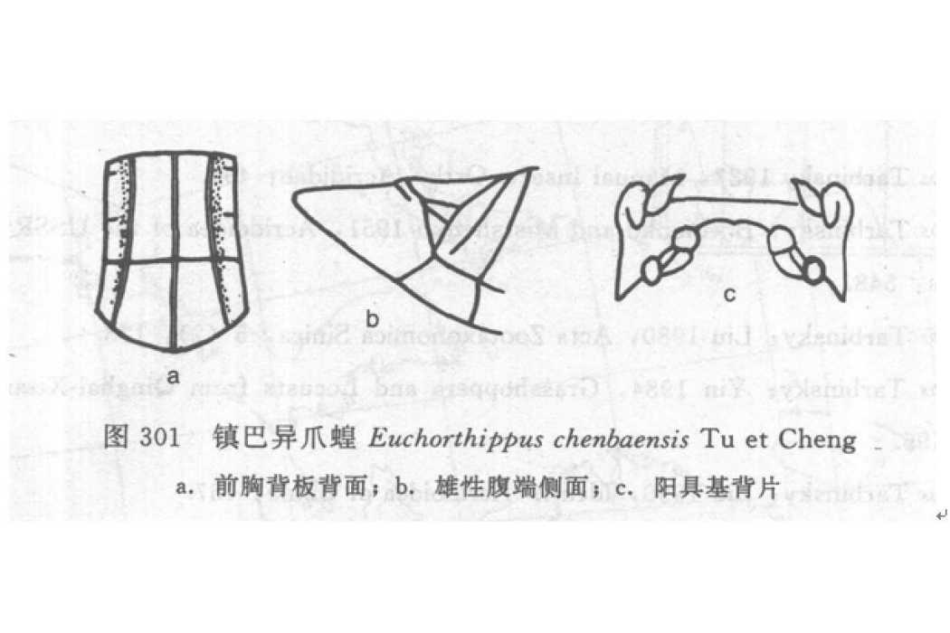 鎮巴異爪蝗 鎮巴異爪蝗