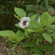 草芍藥