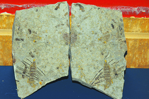 上億年前的 介甲目化石