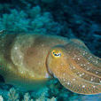 墨斗魚 墨斗魚