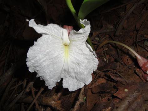 Siphonochilus longitubus