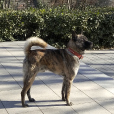 中華虎斑犬 中華虎斑犬