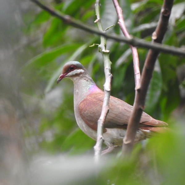 綠頂鶉鳩 綠頂鶉鳩