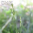 長柱燈心草 長柱燈心草