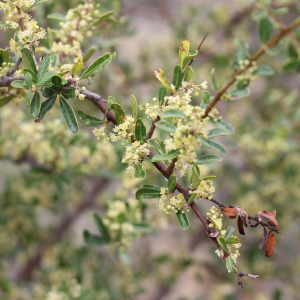 Schinus pilifera