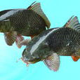 東平湖鯉魚 東平湖鯉魚
