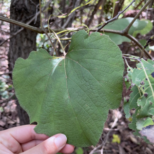 Ampelocissus leonensis